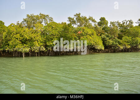 Paesaggio di estuario e Mangroove foresta, Sundarbans delta, West Bengal, India Foto Stock