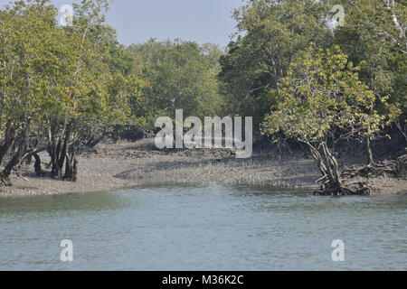 Paesaggio di estuario e Mangroove foresta, Sundarbans delta, West Bengal, India Foto Stock