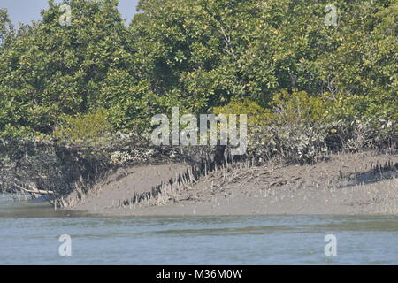 Paesaggio di estuario e Mangroove foresta, Sundarbans delta, West Bengal, India Foto Stock