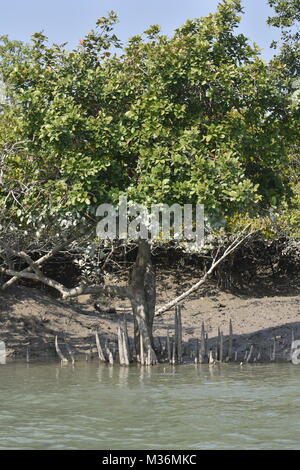 Paesaggio di estuario e Mangroove foresta, Sundarbans delta, West Bengal, India Foto Stock