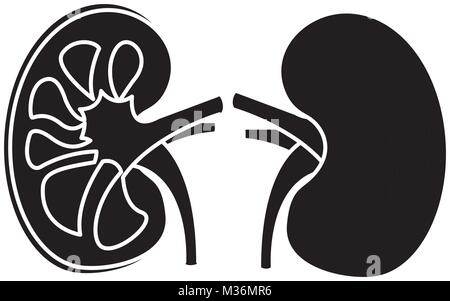 Gli organi umani rene anatomia icona mediche Illustrazione Vettoriale