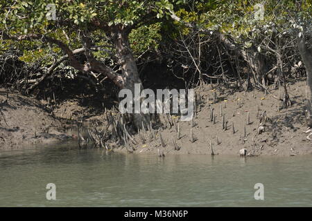 Paesaggio di estuario e Mangroove foresta, Sundarbans delta, West Bengal, India Foto Stock