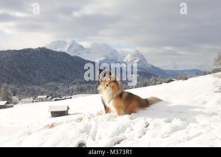 Shelties al delle alpi Foto Stock