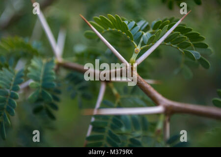 Close up di spine da un albero di acacia da masai Mara acacia è il cibo per la Giraffa Foto Stock