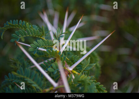 Close up di spine da un albero di acacia da masai Mara acacia è il cibo per la Giraffa Foto Stock