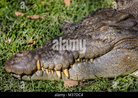 Coccodrillo di acqua salata sull'erba, Queensland, Australia. Colpo alla testa. Foto Stock