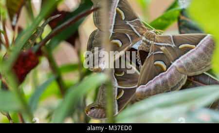 La tignola Butterfly coniugata sulla foglia di un albero Foto Stock