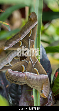 La tignola Butterfly coniugata sulla foglia di un albero Foto Stock