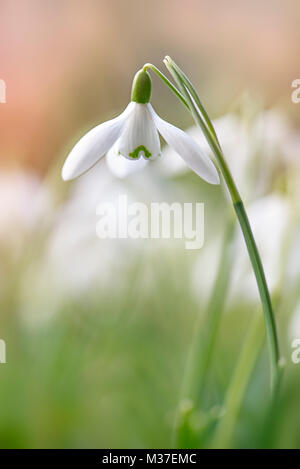 Close-up immagine di un singolo, bianco, molla Snowdrop fiore noto anche come Galanthus nivalis Foto Stock