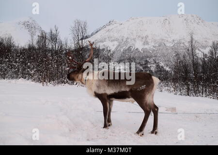 La renna in inverno, Rangifer tarandus, Sjurnes, Tromso, Norvegia, Europa Foto Stock