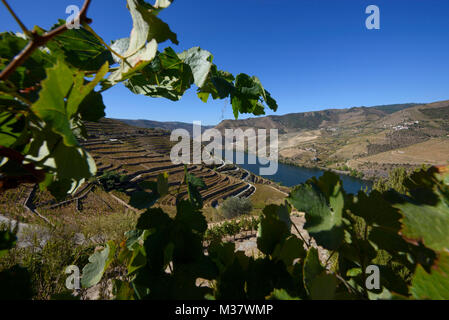 Vigneti su terrazzamenti artificiali sulle colline della Valle del Douro porto vinificazione regione, a Quinta do Seixo, Portogallo, Europa Foto Stock