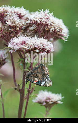 Red Admiral Butterfly: Vanessa Atalanta. Hampshire, Regno Unito. Il lato inferiore. Foto Stock