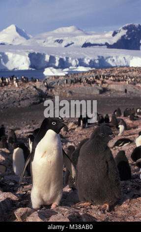 L'Antartide. Adelie Pinguini (Pygoscelis adeliae) con giovani, polli in massa di nesting, colonia. Foto Stock