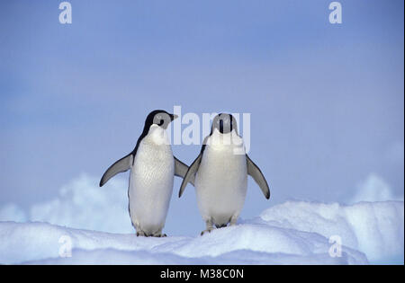 L'Antartide. Giovane Adelie Pinguini (Pygoscelis adeliae) in piedi su iceberg. Foto Stock