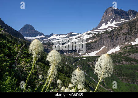 MT00103-00...WASHINGTON - Beargrass fiorire lungo il muro del giardino Trail in Waterton/Glacier Parco internazionale della pace. Foto Stock