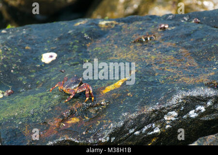 Un granchio nero che si muove su una roccia bagnata superficie coperta con i muschi e le alghe in prossimità dell'oceano Foto Stock