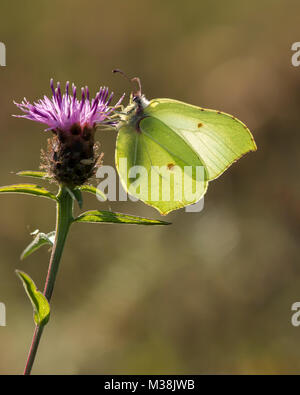 Brimstone Butterfly (Gonepteryx rhamni) arroccato su fiordaliso fiore. Tipperary, Irlanda. Foto Stock