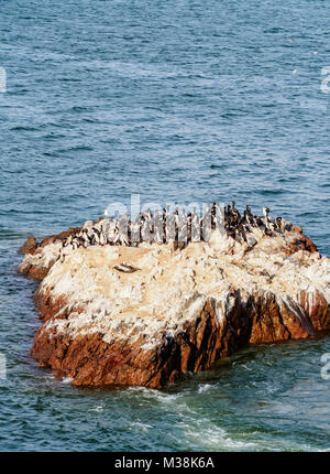 I pinguini Humboldt(Spheniscus humboldt) sulla roccia a Lagunillas, Paracas riserva nazionale, regione di Ica, Perù Foto Stock