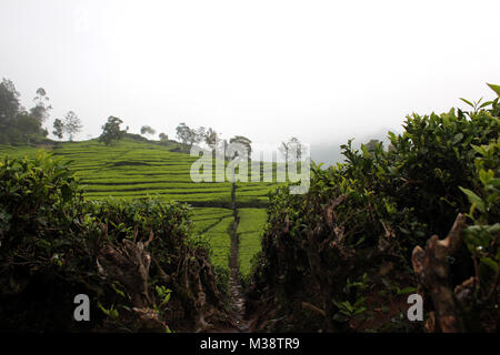 Le piantagioni di tè in Rancabali, Bandung, Jawa Barat, Indonesia. Foto Stock