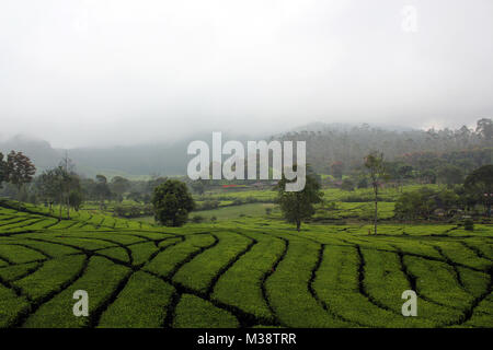 Le piantagioni di tè in Rancabali, Bandung, Jawa Barat, Indonesia. Foto Stock