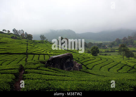 Le piantagioni di tè in Rancabali, Bandung, Jawa Barat, Indonesia. Foto Stock