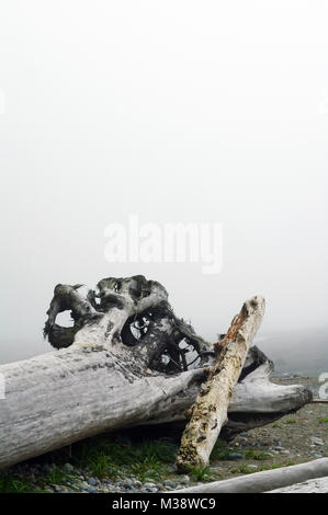 Albero e driftwood sulla spiaggia nella nebbia sull'Isola di Vancouver Foto Stock