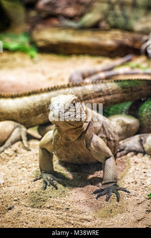 Close up foto di roccia cubano iguana - Cyclura nubile. Lizard scena. La cura degli animali. La bellezza della natura. Foto Stock