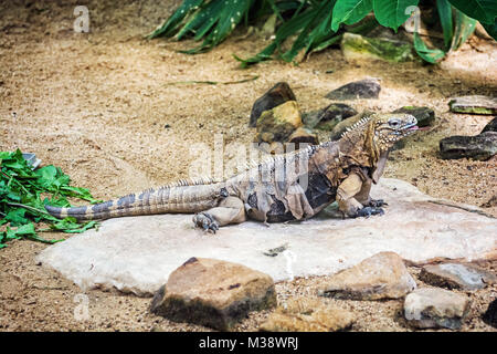 Close up foto di roccia cubano iguana - Cyclura nubile. Lizard scena. La cura degli animali. La bellezza della natura. Vista laterale Foto Stock