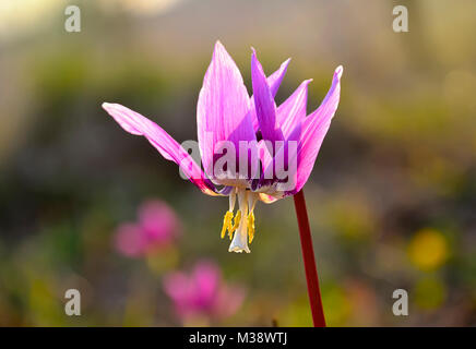 Inizio della primavera fiore violaceo Erythronium Sibiricum nella luce solare close up Foto Stock