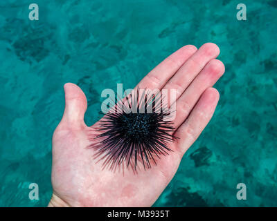 Ricci di mare in mano. Foto Stock