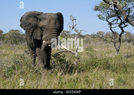 Bull appoggio elephant trunk pesanti su una zanna, Nazionale Tembe Elephant Park, Kwazulu-Natal, Sud Africa Foto Stock