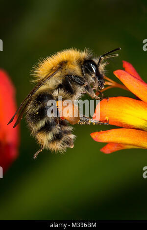 Un Bumble Bee alimentando il nettare da un fiore Corcosmia. Si tratta di una femmina di come essa ha piena cesti di polline sulle sue zampe posteriori. Foto Stock