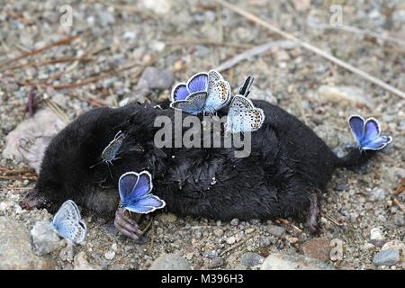 Argento-blu chiodati farfalle, Plebejus argus, nella ricerca di sali e minerali su una carcassa di una mole di morti. Foto Stock