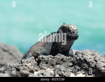 Isole Galapagos Mare Iguana adottate nel 2015 Foto Stock