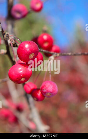 Verticalmente shot mature crab-mele appeso da albero con soft sfondo sfocato. Foto Stock