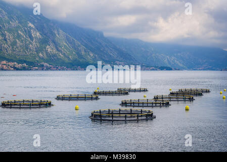 Fattoria di Pesce nella Baia di Kotor in Montenegro Foto Stock