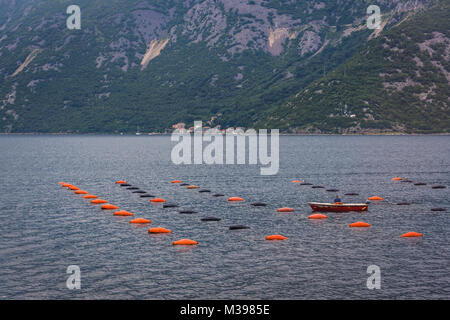 Cozze e ostriche Farm nella Baia di Kotor in Montenegro Foto Stock