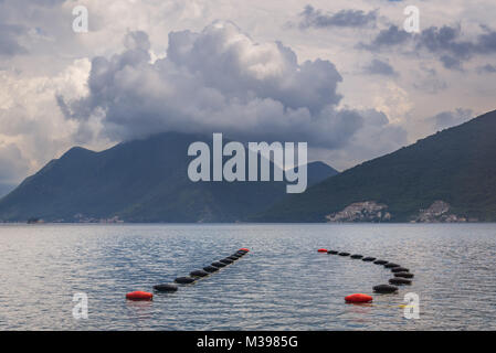 Cozze e ostriche Farm nella Baia di Kotor in Montenegro Foto Stock