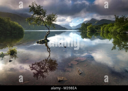 Lone Tree sul Llyn Padarn supportato da Llanberis Pass, Snowdonia National Park, North Wales, Regno Unito Foto Stock