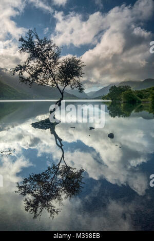 Lone Tree sul Llyn Padarn supportato da Llanberis Pass, Snowdonia National Park, North Wales, Regno Unito Foto Stock