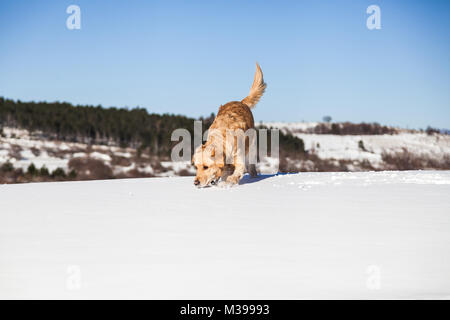 Il Labrador retriever cane giocare nella neve in inverno all'aperto Foto Stock