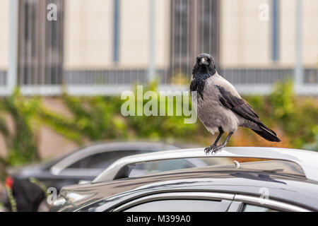 Crow sul tetto del veicolo. Bird seduti su auto in strada della citta'. Di segno o di cattivo auspicio per persone superstiziose Foto Stock