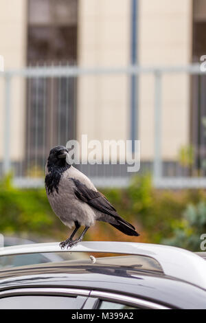 Crow sul tetto del veicolo. Bird seduti su auto in strada della citta'. Di segno o di cattivo auspicio per persone superstiziose Foto Stock