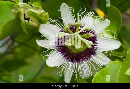 Primo piano di un bellissimo simmetrici bianco e viola passione Frutta fiore cresce su una recinzione Foto Stock