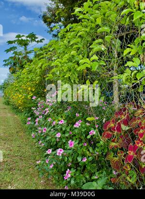 Lussureggiante giardino sul marciapiede lungo la recinzione di una comunità comunale giardino con granadiglie vitigni, piccolo fiore rosa arbusti e iresene Foto Stock