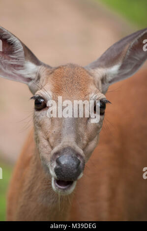 Culbianco Doe Deer in Poconos Pennsylvania Foto Stock