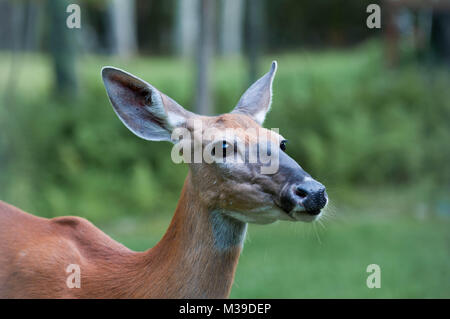 Culbianco Doe Deer in Poconos Pennsylvania Foto Stock