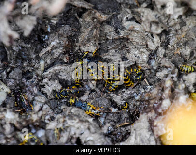 Vespula vulgaris. Distrutto vespaio. Foto Stock