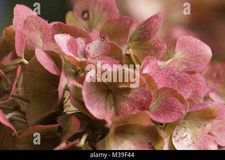 Rosa rosso Hortensia fiori Foto Stock