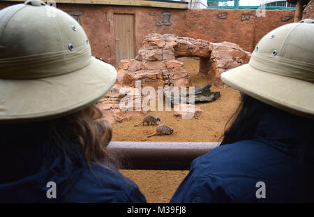 Visitatori godendo il contenitore di meerkat presso il nuovo piccolo contenitore in Africa a Paultons Park, Hampshire. Foto Stock